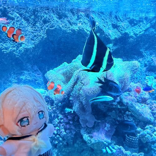 すいぞくかんに いったよ🐠