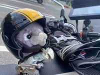 クマのチャールズ