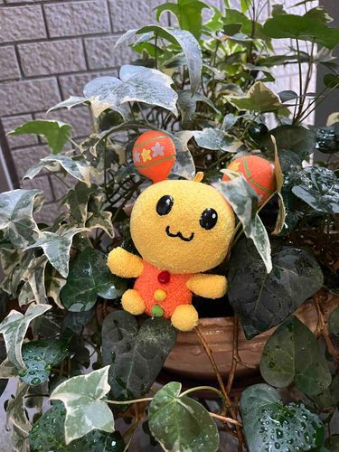 お水をあげたら🍀はっぱさんたち🍀喜んでたよ