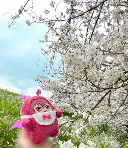もんとま🐶「お花見で桜を見てきたぞ！すごくきれいだったぜ🌸
ここは1年前にも行ったことがあって、久しぶりに主と行けて嬉しかったな☺️」