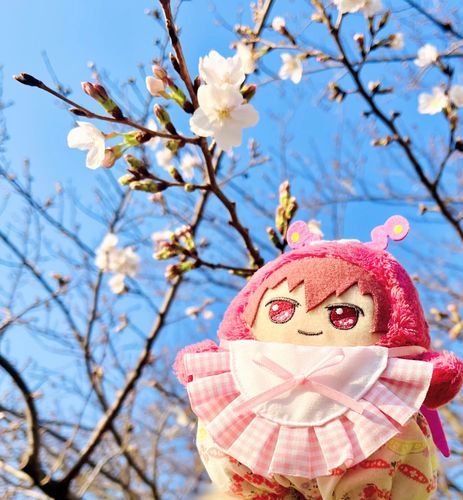 もんとま🐶「今年も桜を見れたぜ🌸とってもきれいだったな✨
蕾がちょっとずつ咲いてるから、ゆっくり頑張って欲しいな😌」