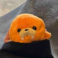 ｶﾎﾞﾁｬ
