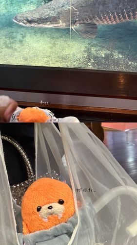 沢山動いてみたけど気付かれなかったｶﾎﾞ🥲