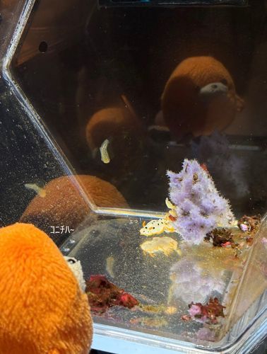 ｶﾎﾞﾁｬと二人で二度目の水族館🪼
同じ色のウミウシに挨拶🍊