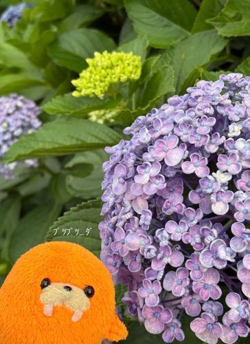 ポップコーンって名前の紫陽花らしいよ😳