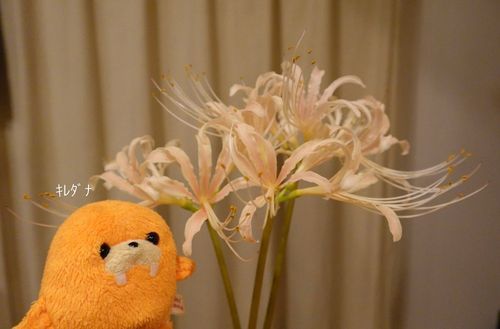 ご近所さんからいただいた彼岸花、とっても綺麗ね😳