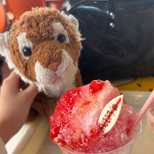 去年の夏二人でユニバに行った時に暑すぎて頼んだかき氷に突っ込むとらちゃん。真っ白なお口がピンクに🩷️💦