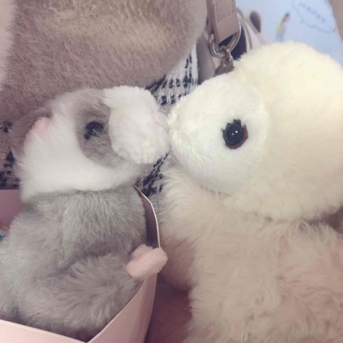 フェレットの友達⸝⸝>  ̫ <⸝⸝ ︎