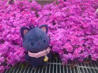 めぐにゃんさん