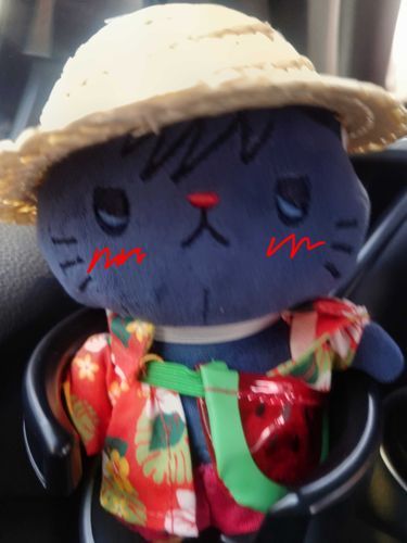 ぬしさんと久しぶりにお出かけです！どこに行くんでしょうか。
おれの好きなちゅーる持ってきてくれましたか😾
