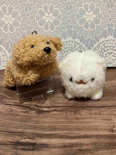 ぷりちのあたらしいおともだち、しらたまちゃんだよ🐶