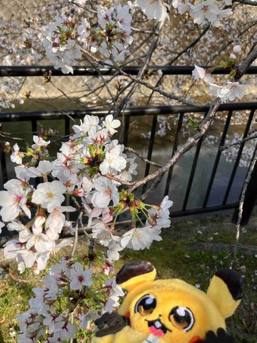桜きれいに咲いてたンネ〜🌸