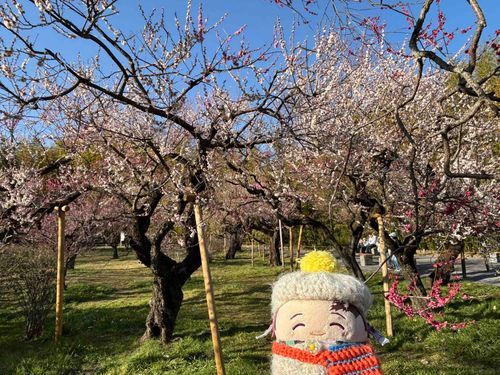 うめまつりにいったおれです🌸きれいなうめのはながたくさんさいててみごろでした❣️