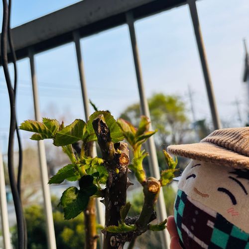 ベランダのばらさんのめがのびてきましたよ❣️