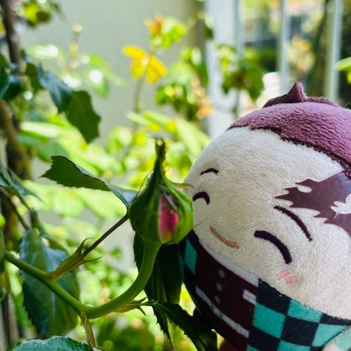 おうちのばらさんのつぼみがふくらんできました！きれいにさいてね！