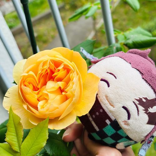 おうちのばらさん さきました！きれいきれいですね！