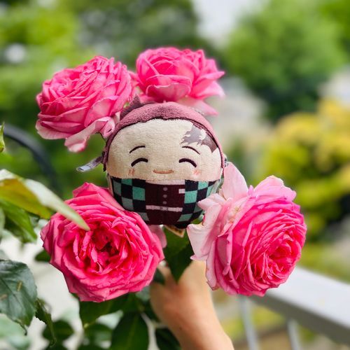 けさのおうちのばらさんです🌹