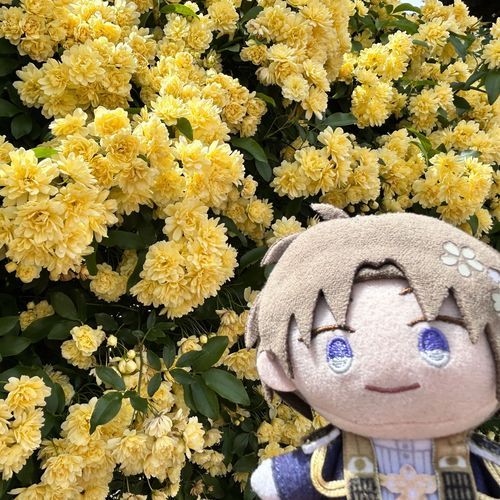 もっこうばらって いうんだって かわいいな