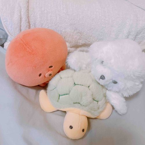 カメさんはじめまして！名前なんていうの？🐙