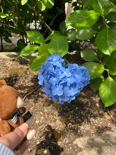 紫陽花が♡になってたよ🧸