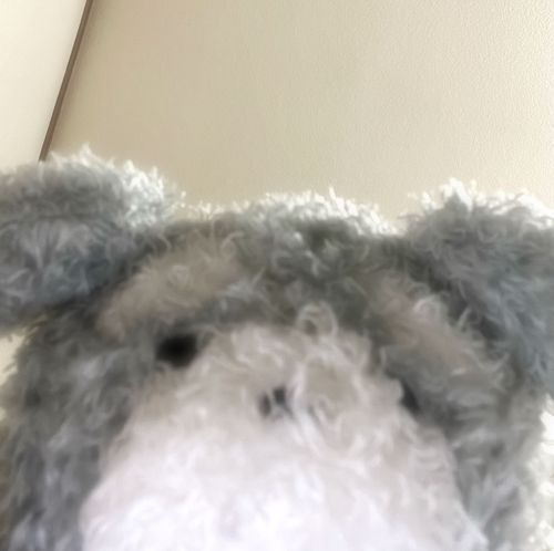 はじめまして！ふわふわもこもこの、しゅなです！🐶
よろしくお願いします🐾
