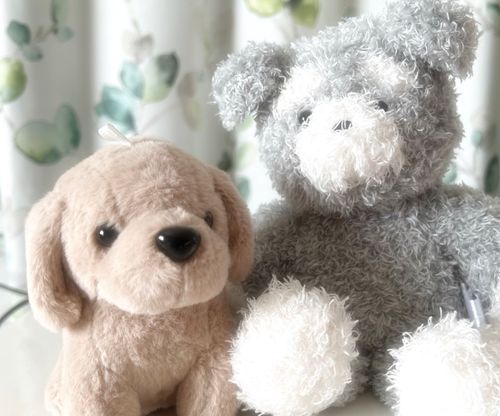 この子は、ともだちの「まろん」だよ！
まろんのことも、よろしくね🐶