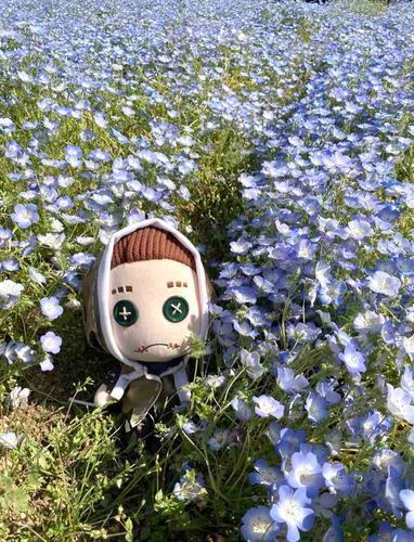 ネモフィラ畑に いってきたぞ✨