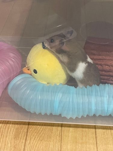 ハムチャントイッショ！
ナツカシイオモイデ

ハムランドデモゲンキニアソンデルカナ？