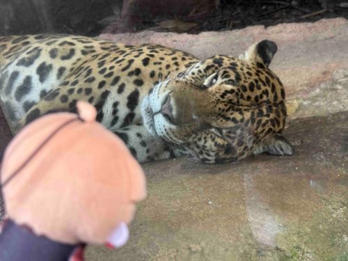 那須どうぶつ王国 っていう所に
行って きたぜ ！
たくさん撮ってきたから ていきてきに あげてくぜ ぴーす！