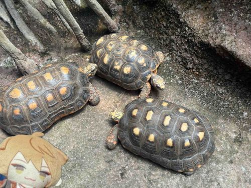 一緒に 撮れなかったから 飼い 主に 合成して
もらったぜ
