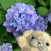 ふくふくまる