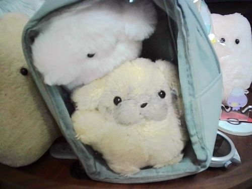 かいぬし　あたらし　カメラかったの
ふくでためしどり