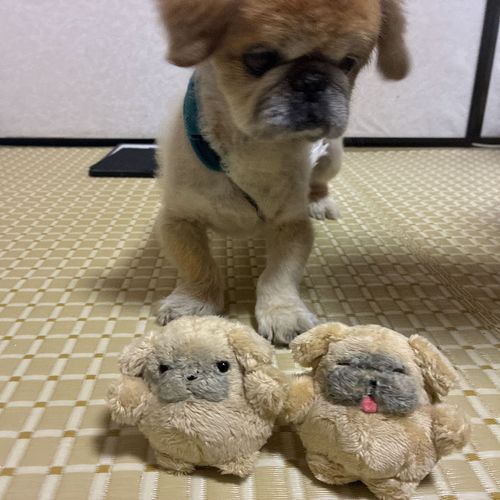 おおきい　ふく…？
