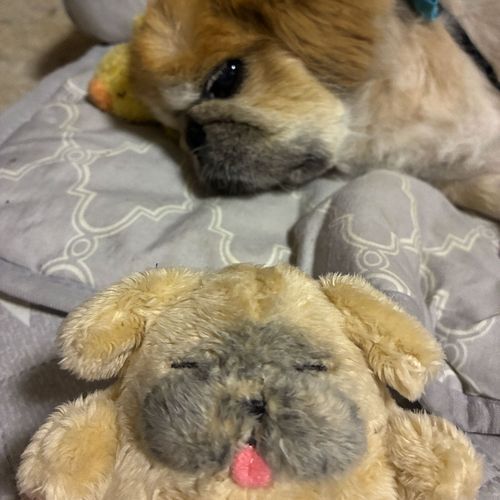 いしょに　ねる