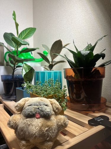 おはよ　ございます
まいにち　あめ　おうちのしょくぶつ　げんきないです…