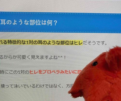 ﾋﾚ