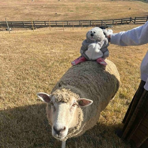 ひつじさんにのったぶぶ！いがいとごわごわぶぶ