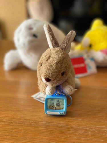 ちょびがテレビに出てるちょび📺！でもちっちゃくてよく見えないちょび。