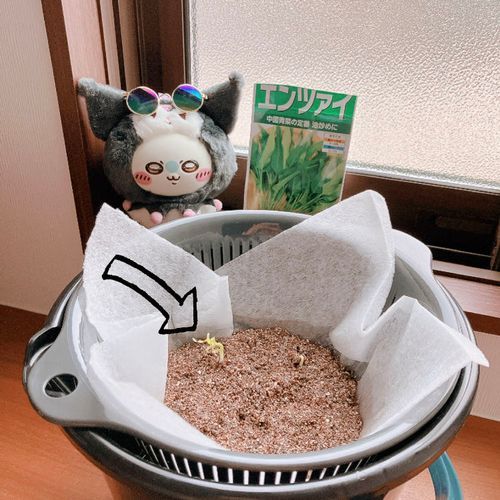 ついにやったゾ！
芽がでた！