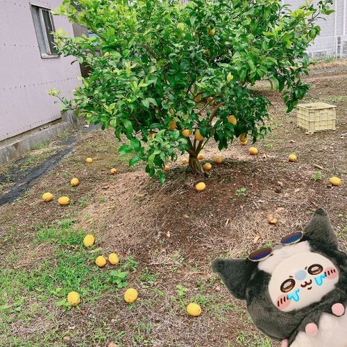 レ…レモンが、ほとんど落ちてるッ‼︎🥺