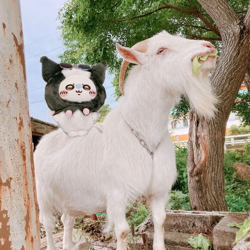 万吉！
今日もレタスをやるから少しは懐け！