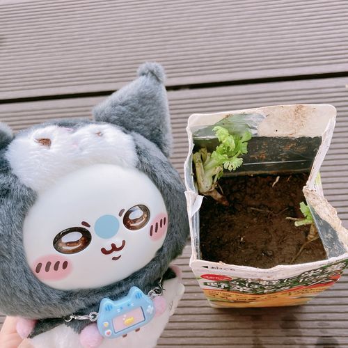 食べたパクチーを植えたら、小さい葉が出てきたんだ！🌱
コリアンダー二世と名付けて育てるんだ！