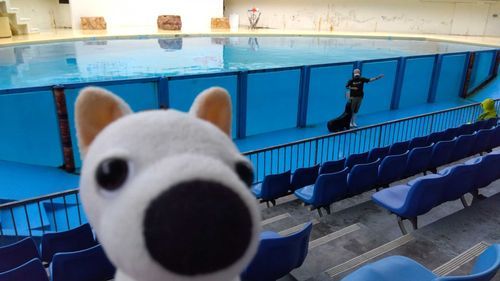 水族館行ってきた🐬✌️
アシカとセイウチとイルカのショーを見てきた👀
犬も目がキラキラ🐶🐶✨️
雨降ってたけど楽しかった