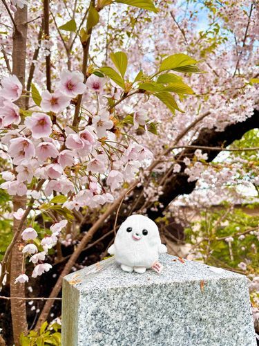 綺麗な桜、ですねえ……。
思わずうっとりです。