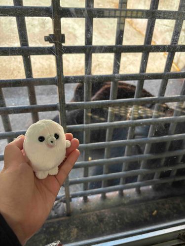 クマ牧場に来ましたよ。
大きいですね……。い、いや、怖がってなどいませんよ。
