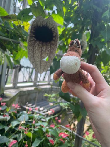 大きな花