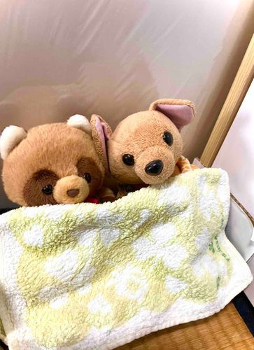 仲良くお昼寝中です💤