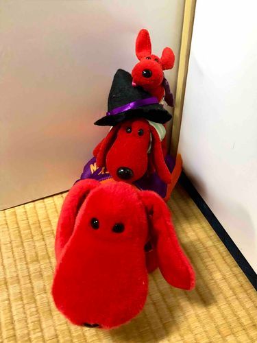 赤犬兄弟でハッピーハロウィン！