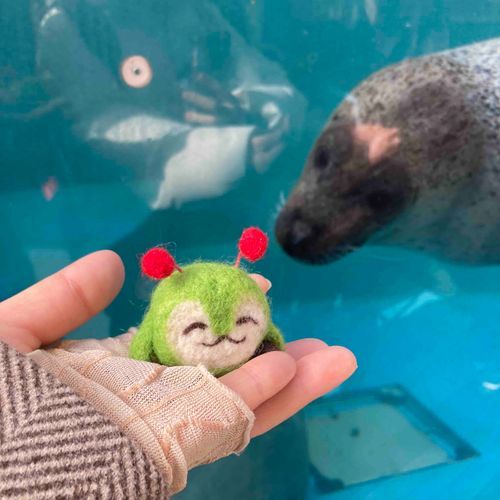 みんくる、あざらしだよ