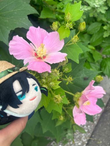 ムクゲとオレ